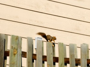 a squirrel running on a fence.