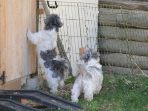 two shih tzus after spotting a squirrel.