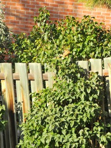 a squirrel in a backyard. 