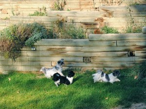 three shih tzu puppies chase a squirrel.