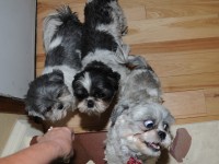 three shih tzus at bottom of stairs