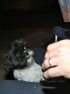 a shih tzu waiting for a treat. 