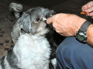 a shih tzu getting a treat.