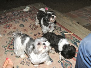 shih tzus waiting for a treat.