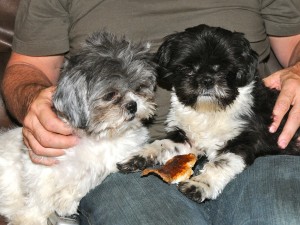 a boy and girl shih tzu on a "date."