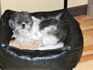 a <strong/><strong>shih tzu</strong> in a dog bed