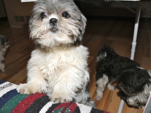 a shih tzu with paws on a couch.