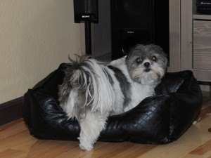a shih tzu getting into another shih tzu's dog bed.