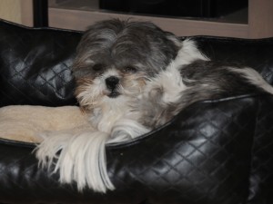 a female shih tzu in a black faux leather dog bed.