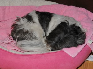 a female shih tzu in a pink dog bed.