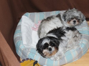 two shih tzus in a dog bed.