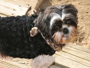 a shih tzu in a fur-lined cape.