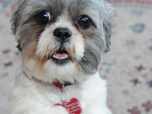 A shih tzu protests being accused of not being housebroken (subject: housebreaking)