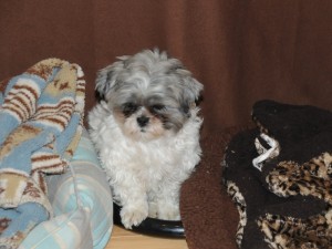 A shih tzu between two dog beds. 