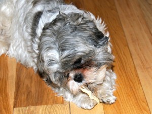 a shih tzu with a treat. 