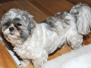 a shih tzu