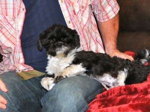 shih tzu on lap