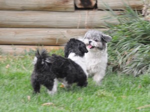 two shih tzus