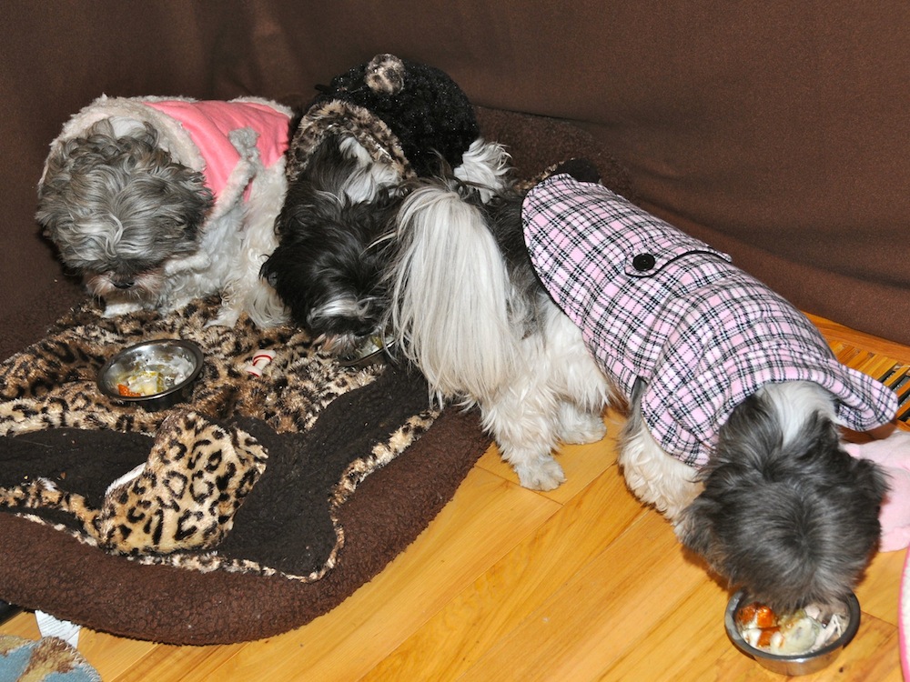 the <em />shih tzu sisters enjoy Thanksgiving dinner