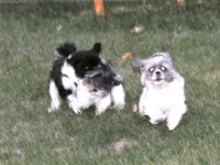 three blurry shih tzus with weird eyes.