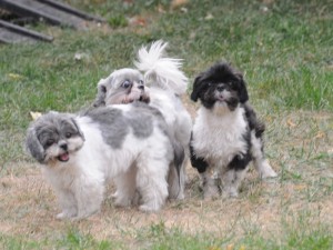 three shih tzus