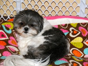 a female shih tzu on a bright throw