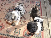 two shih tzus in black and white clothes. 