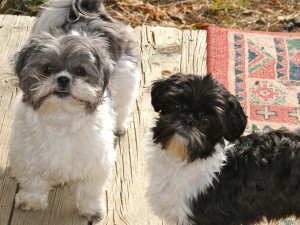 a female and male shih tzu.