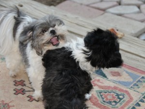 two shih tzus squabbling.