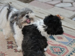 two shih tzus squabbling.