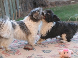 two shih tzus scuffling. 