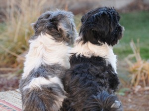 two shih tzus sitting together. 
