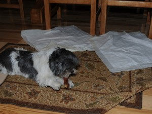 a shih tzu chewing a bone on the "pee" carpet after moving the training pads.