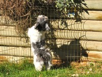 a shih tzu keeping an eye on a squirrel.