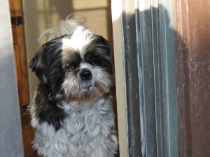 a <em/><em>shih tzu</em> at a door.