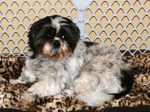 a shih tzu on an animal print throw. 