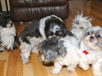 three shih tzus playing