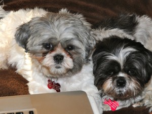 two shih tzus on a couch.