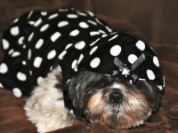 a shih tzu wearing a black and white polka dot dress with hood.