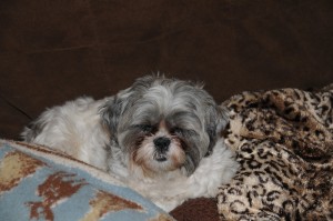 a shih tzu with tear stains.