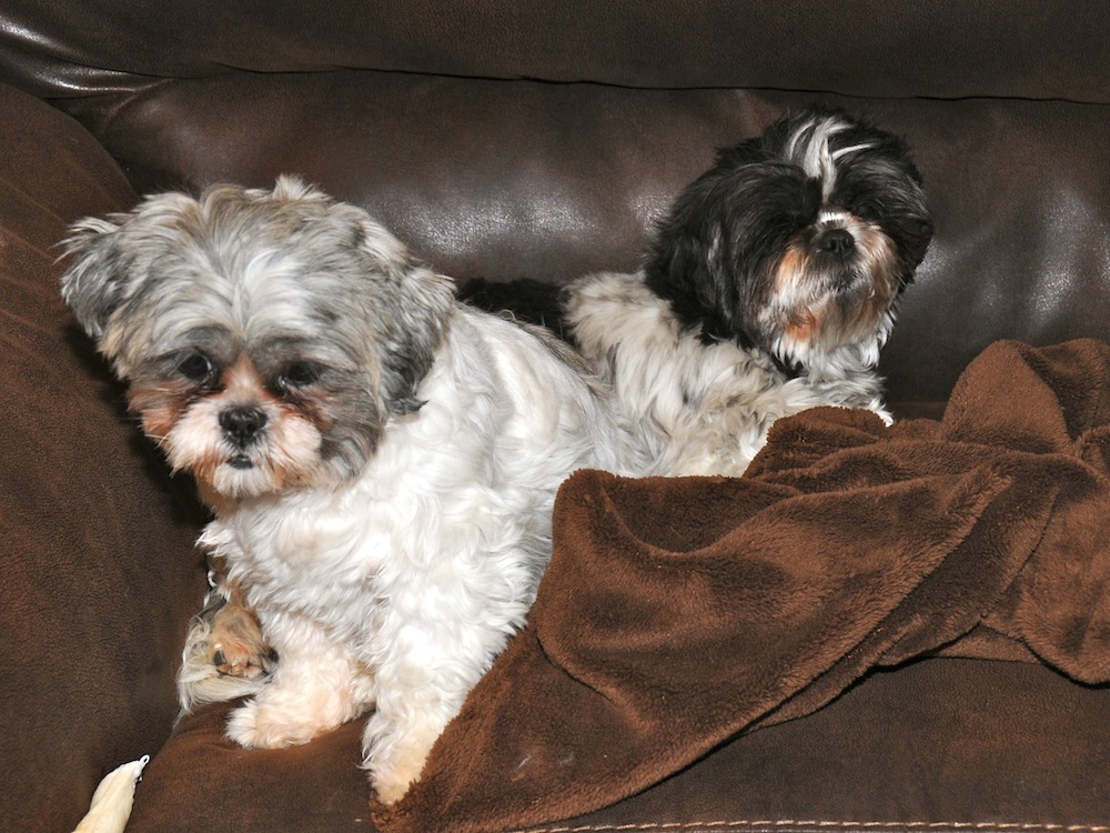 two shih tzus on a couch