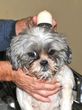 a shih tzu being bathed. 