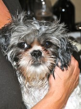 a shih tzu after a bath.