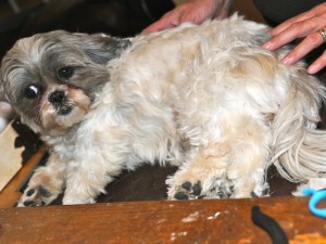 A sister laying down on a grooming table. 