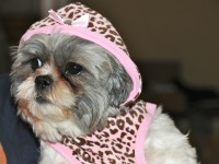 a shih tzu in a leopard print dress with hood. 