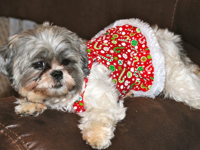 a shih tzu in a Christmas dress striking a sexy pose