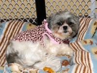 a shih tzu in a leopard print dress on a blanket. 