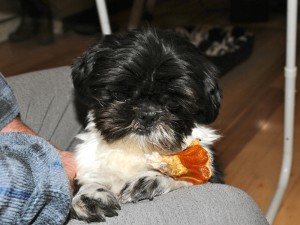 a shih tzu with half of a bone.