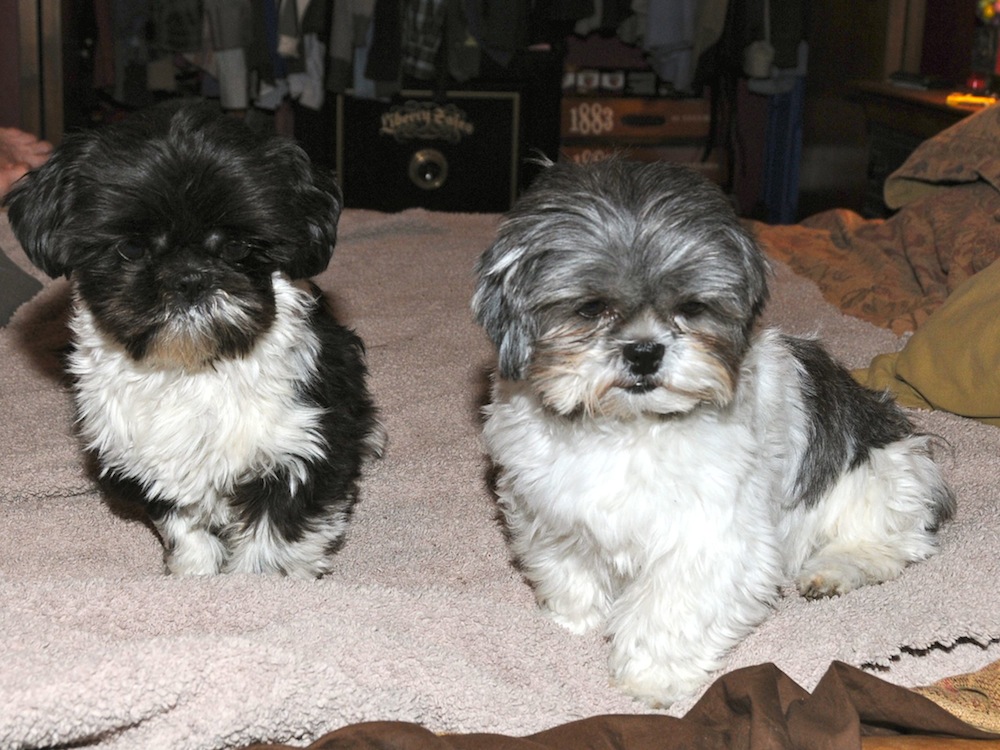 two shih tzus on a bed. 