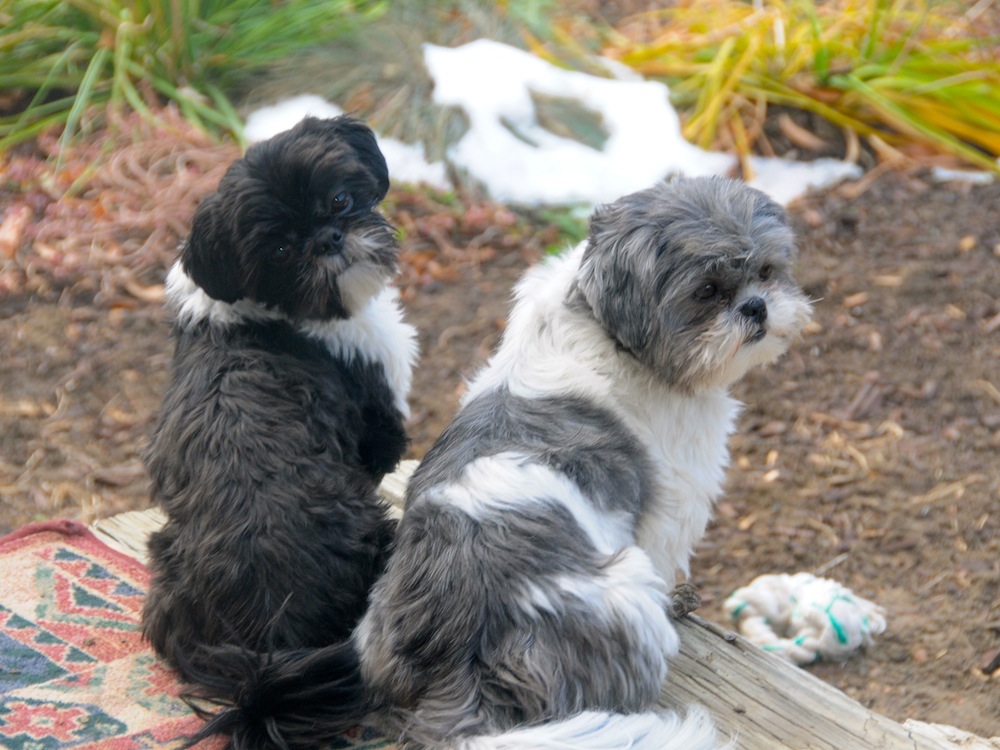 two shih tzus sitting on a porch.